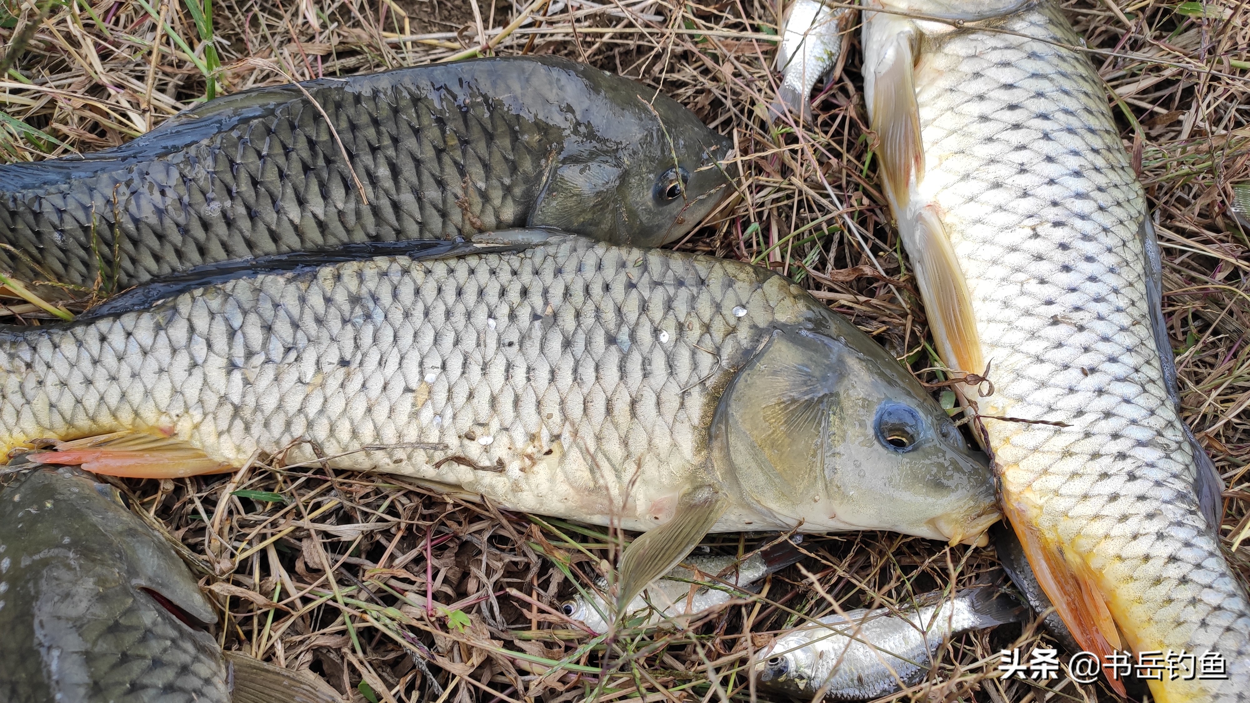 黑坑的鱼都怎么处理,黑坑鱼病防治