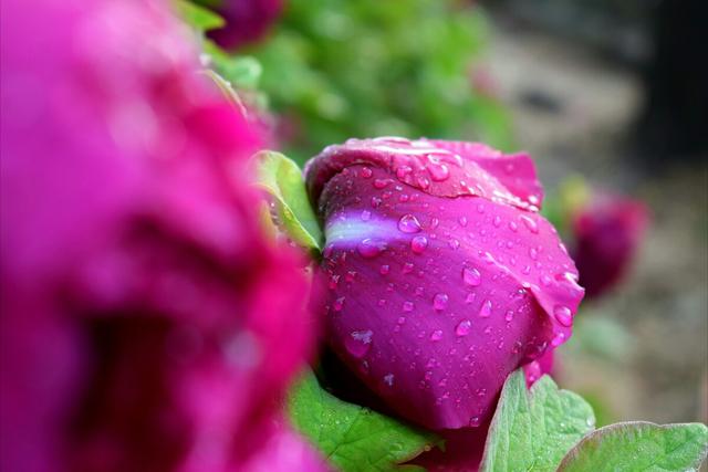 白露已来临，俗语：“白露用一宝，疾病不敢扰”？一宝指啥？