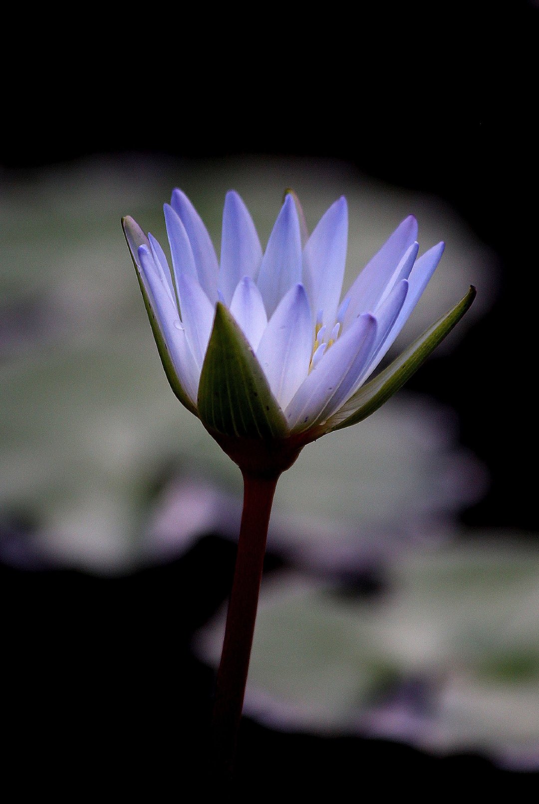 睡莲花开不染纤尘,睡莲纤尘不染给人一种清雅的感觉
