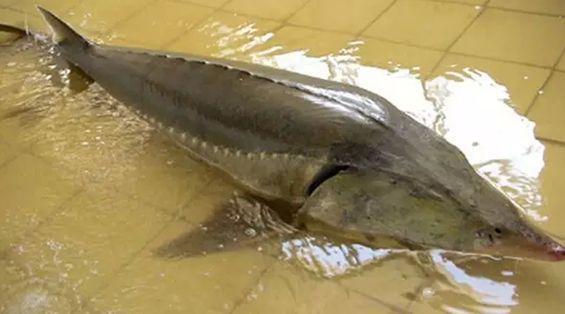 比鲸鱼还大的淡水鱼,现存海洋中最大的鱼排名