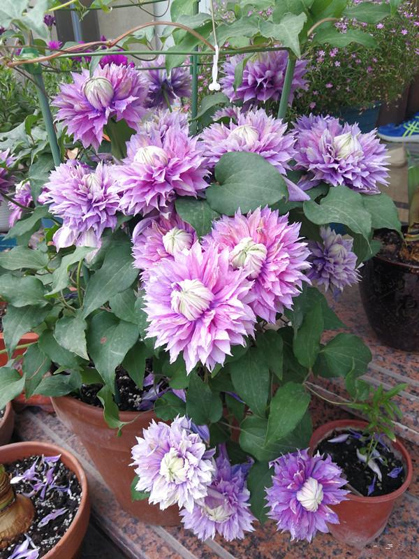 李子柒的院子都种的啥,李子柒推荐的三种花