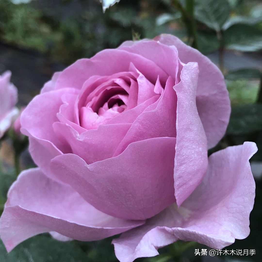 灌木月季与藤本月季有什么区别,微型月季灌木月季怎么选