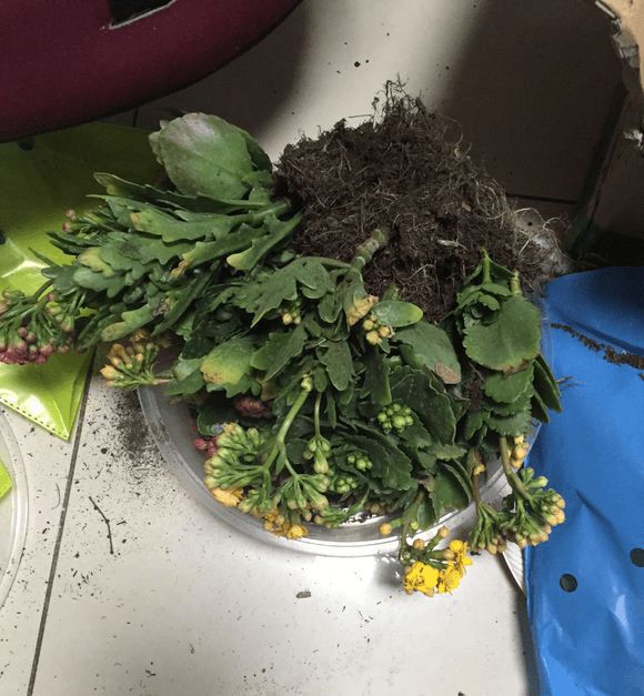 长寿花叶尖发黄是什么原因,长寿花叶子尖发黄是怎么回事