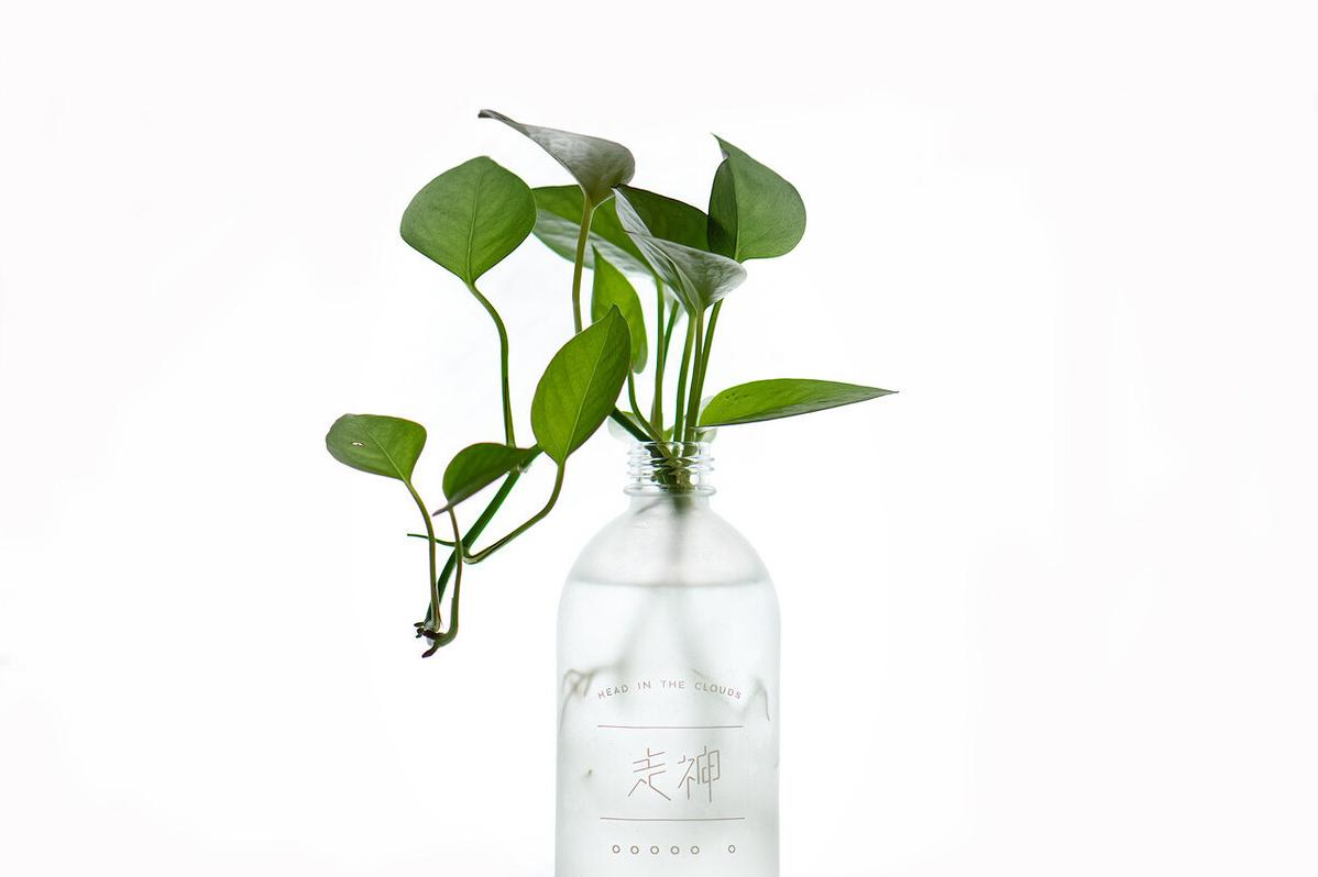 绿萝怎么水培养能快速爆盆,水培绿萝与盆栽绿萝有什么区别