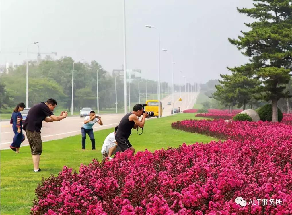 天鹅绒紫薇花烂漫,花争艳