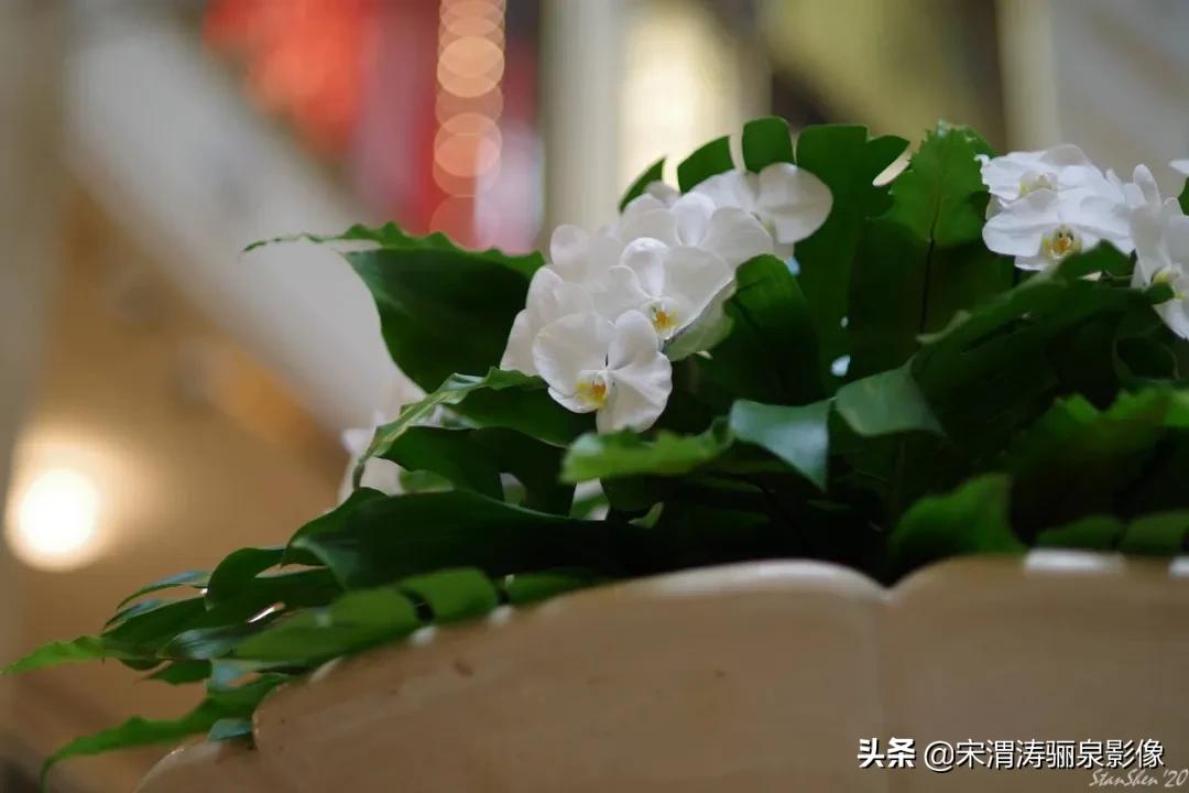 令人振奋的宾得HDPENTAXDFA*85mmF/1.4EDSDMAW