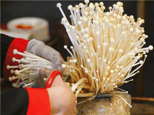 地瓜老火锅怎么样,地瓜老火锅简介