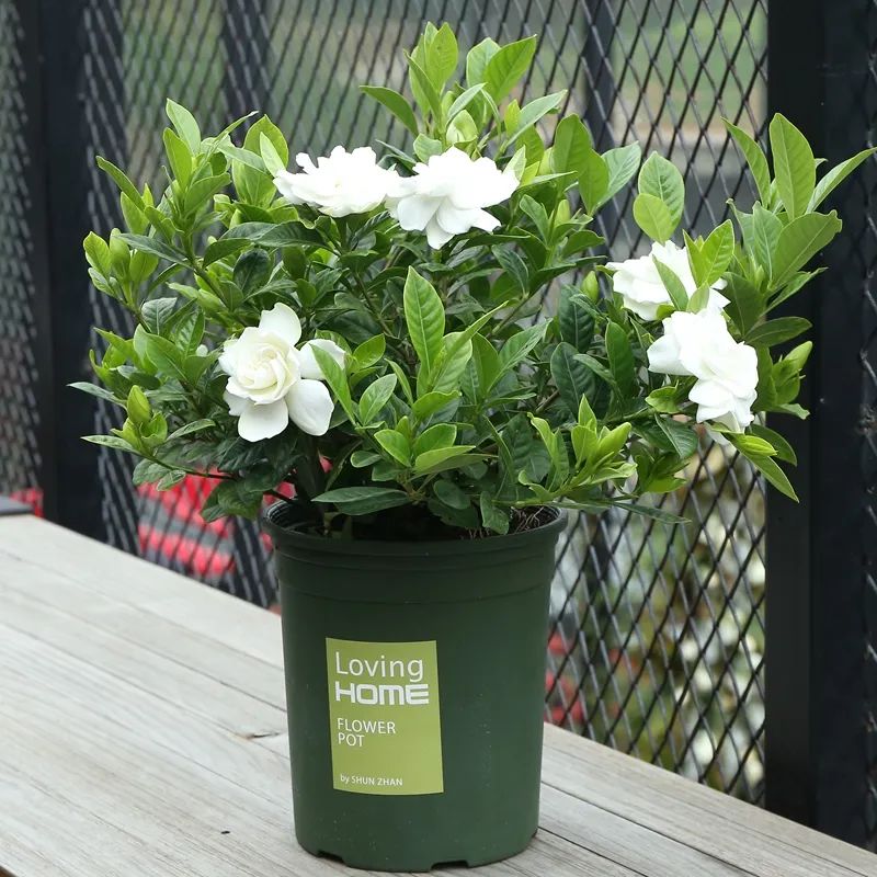 扦插花的快速生根法,哪些花卉可以用扦插的方法插活