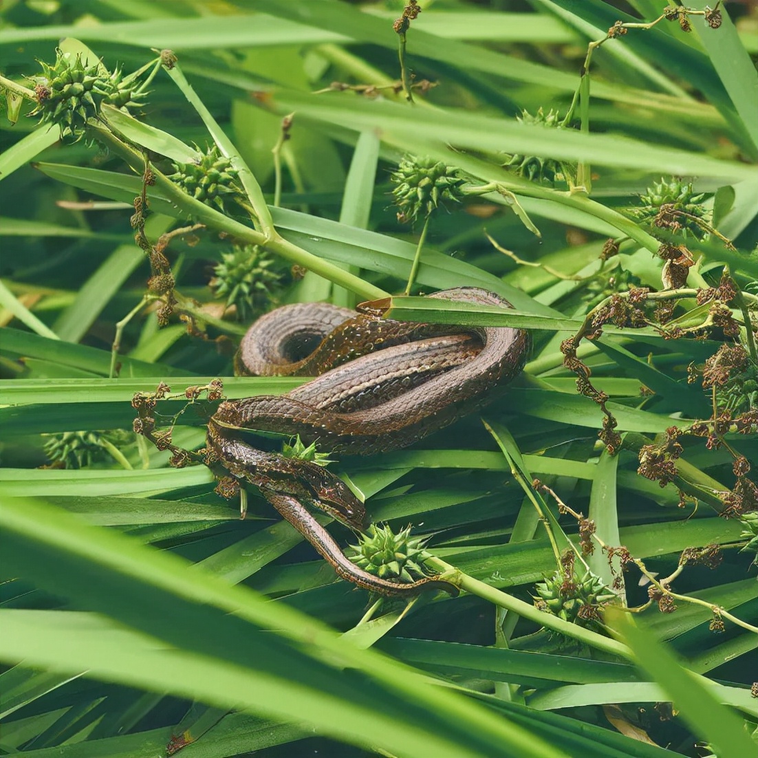 生平第一次见到的蛇,认识全世界的蛇