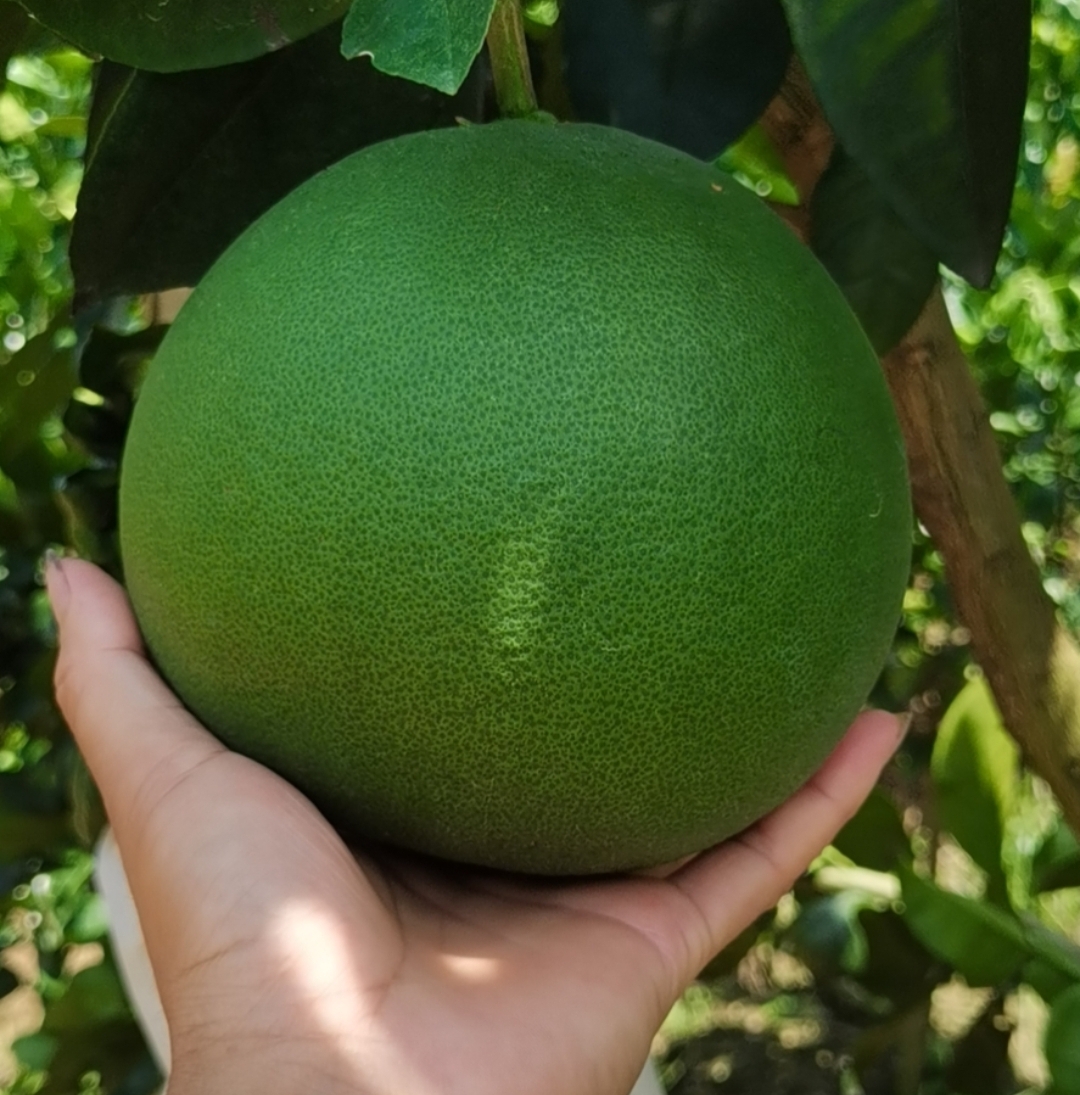 为何柚子树会掉小果,为什么种了几年的柚子不结果