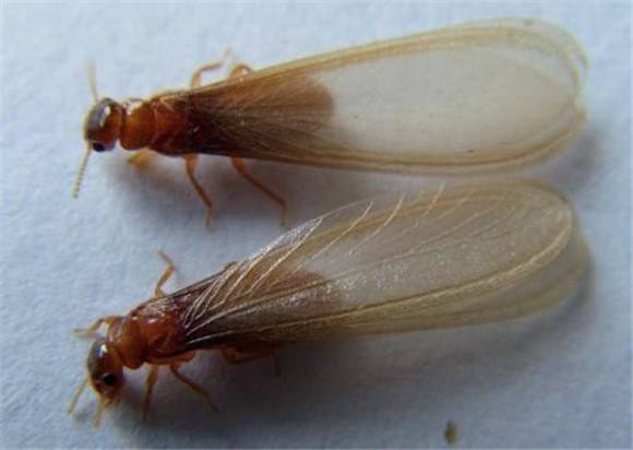 下雨天杀白蚁有影响吗,白蚁下雨天会变成什么