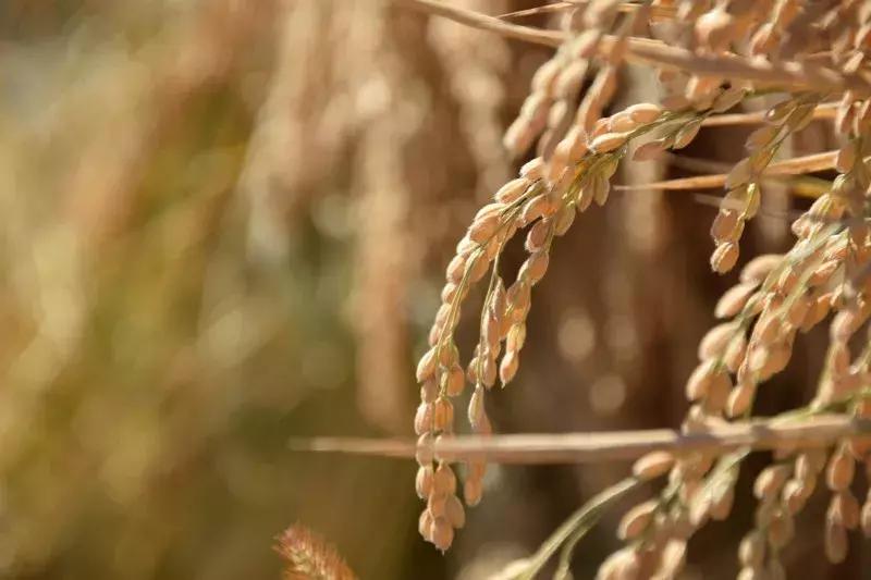 大米生虫是因为米不新鲜吗,大米生虫为什么不能晒