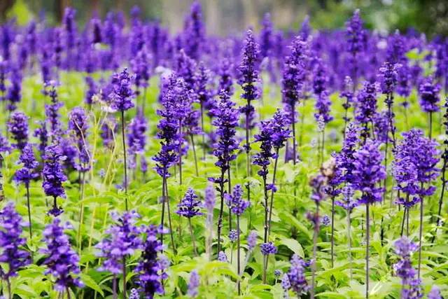 薰衣草的花语象征着爱吗英文,薰衣草的花语是啥