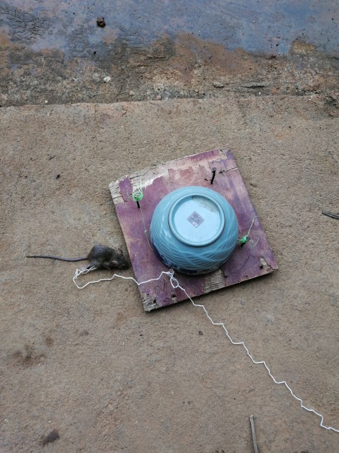 最省钱捕鼠神器,家制简易捕鼠神器