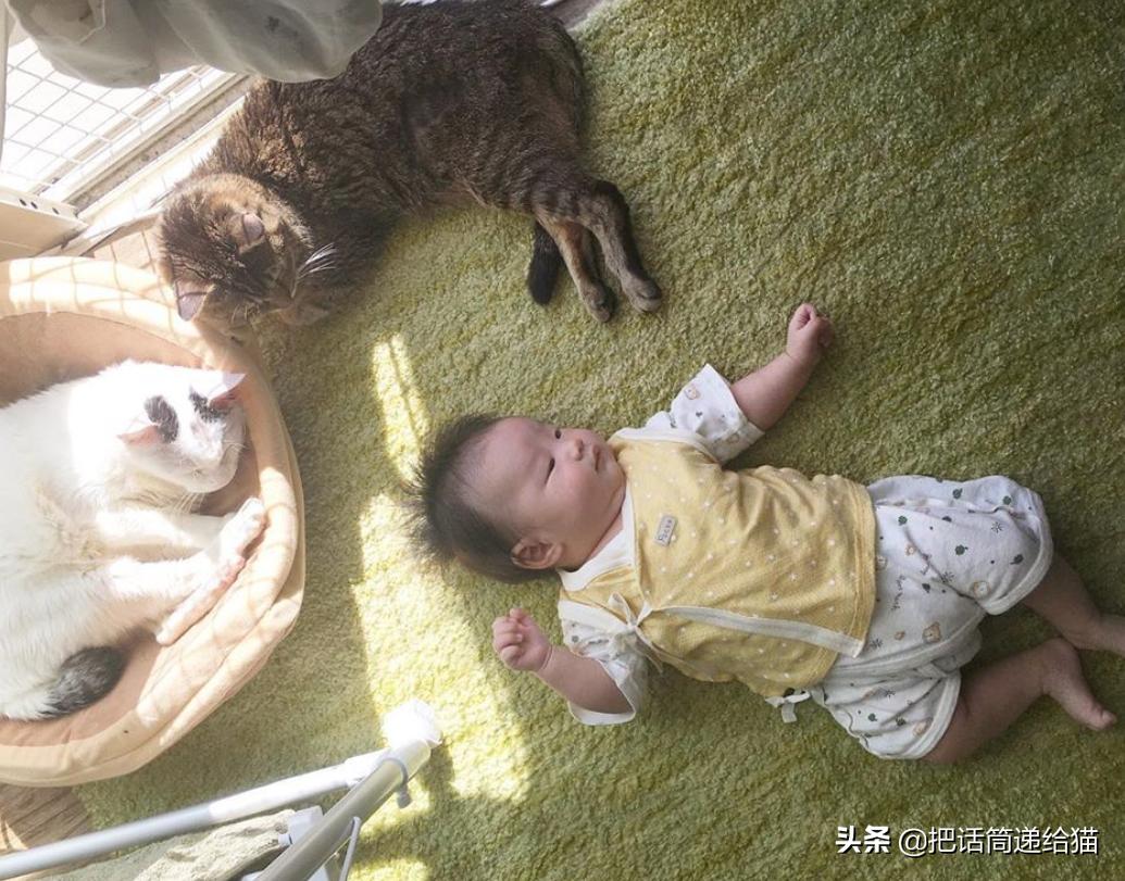 当小猫咪遇上大型犬,当小猫咪遇到大狗狗真是太温馨了
