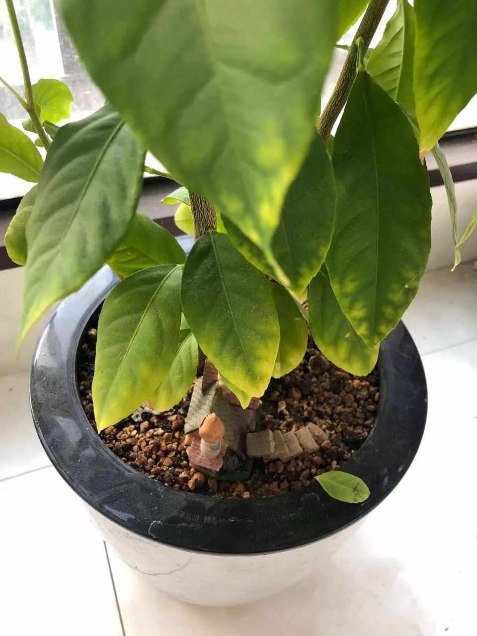 绿萝文竹总发黄1招让它绿油油,植物叶子全部发黄怎么办