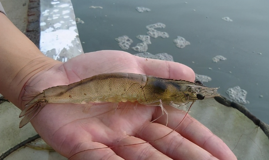 对虾黑鳃病,对虾黑斑病最快的治疗方法