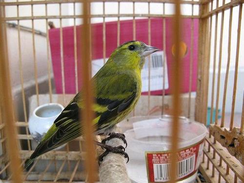 有大三口绝活的黄雀，还有段搞笑的趣史：黄雀的饲养和你想的不同