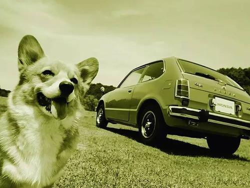 撞了狗逃逸不赔偿被起诉了怎么办,撞了一条狗算是肇事逃逸吗