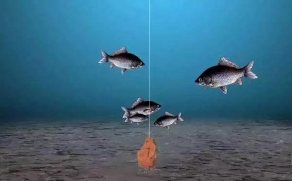 钓鱼钓双尾的原因有哪些,野钓黄尾多怎么解决