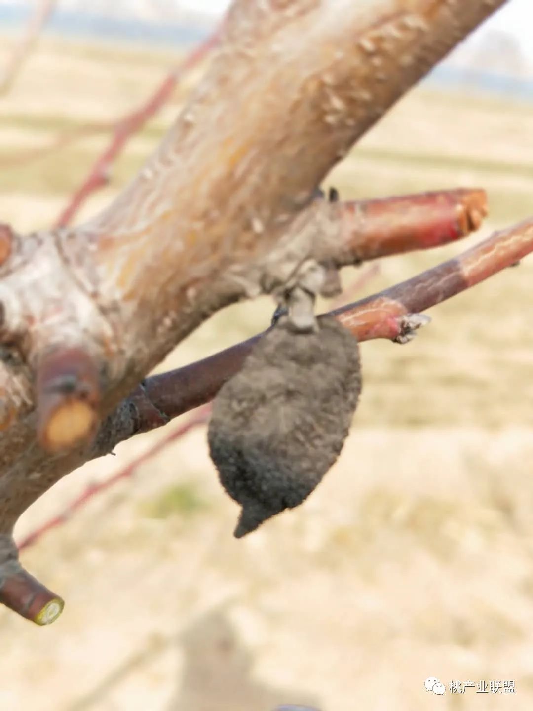 桃树幼果期是防治病虫害最重要的时期