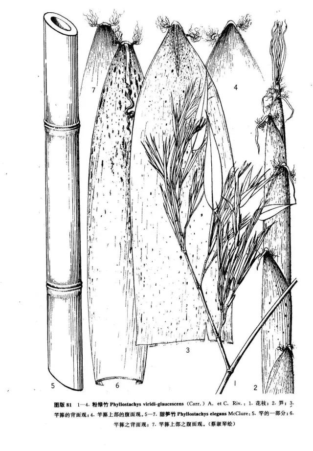 竹子大全100种及名称,竹子一共有多少种品种