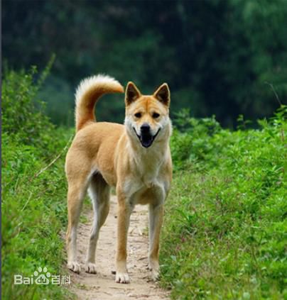 宠物狗小型犬品种排名大全及图片,性格温顺的小型犬有哪些