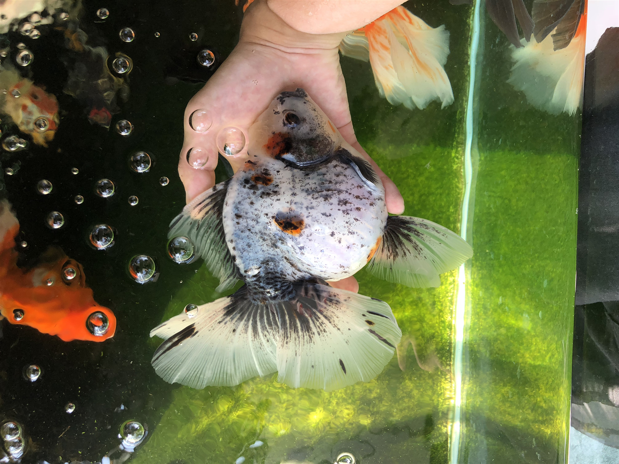 左氧氟沙星能治金鱼炸鳞病吗,治疗金鱼炸鳞最有效的办法