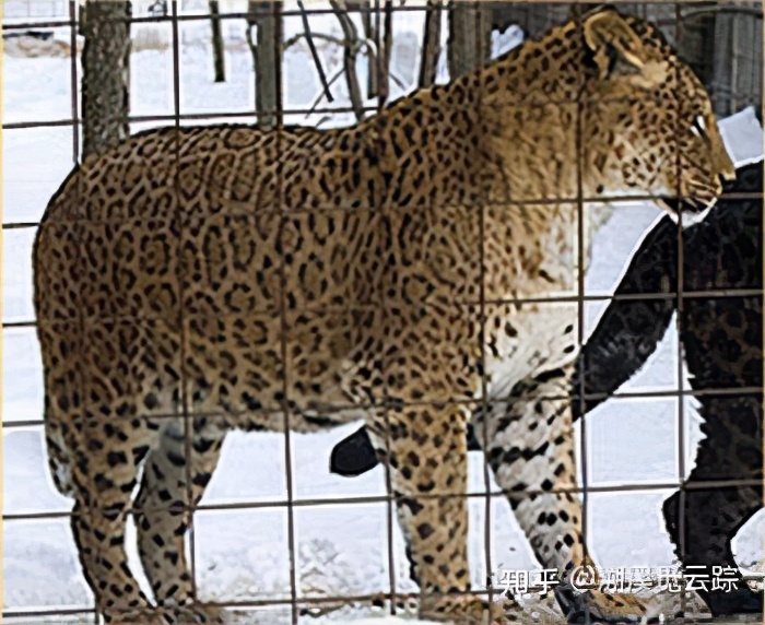 有哪些容易被认错的动物,容易被欺负的动物有哪些