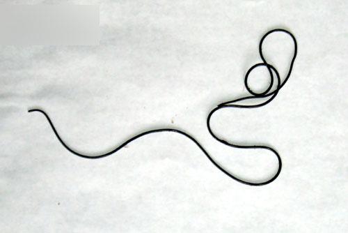 铁线虫寄生人类之后会发生什么,世界上最恐怖的虫子铁线虫