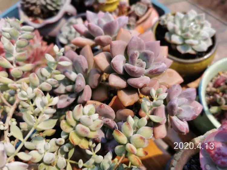 养多肉的人生感悟,人生如同养花