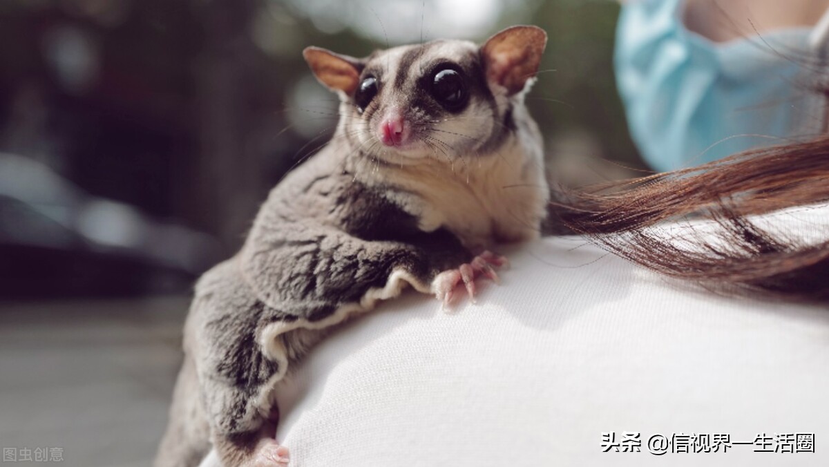 女生养的四种萌宠,最适合女生养的小型萌宠