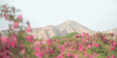 法国进口鱼子精华舒爽美肌面膜,法国珍贵鱼子精华奢润抗皱面膜