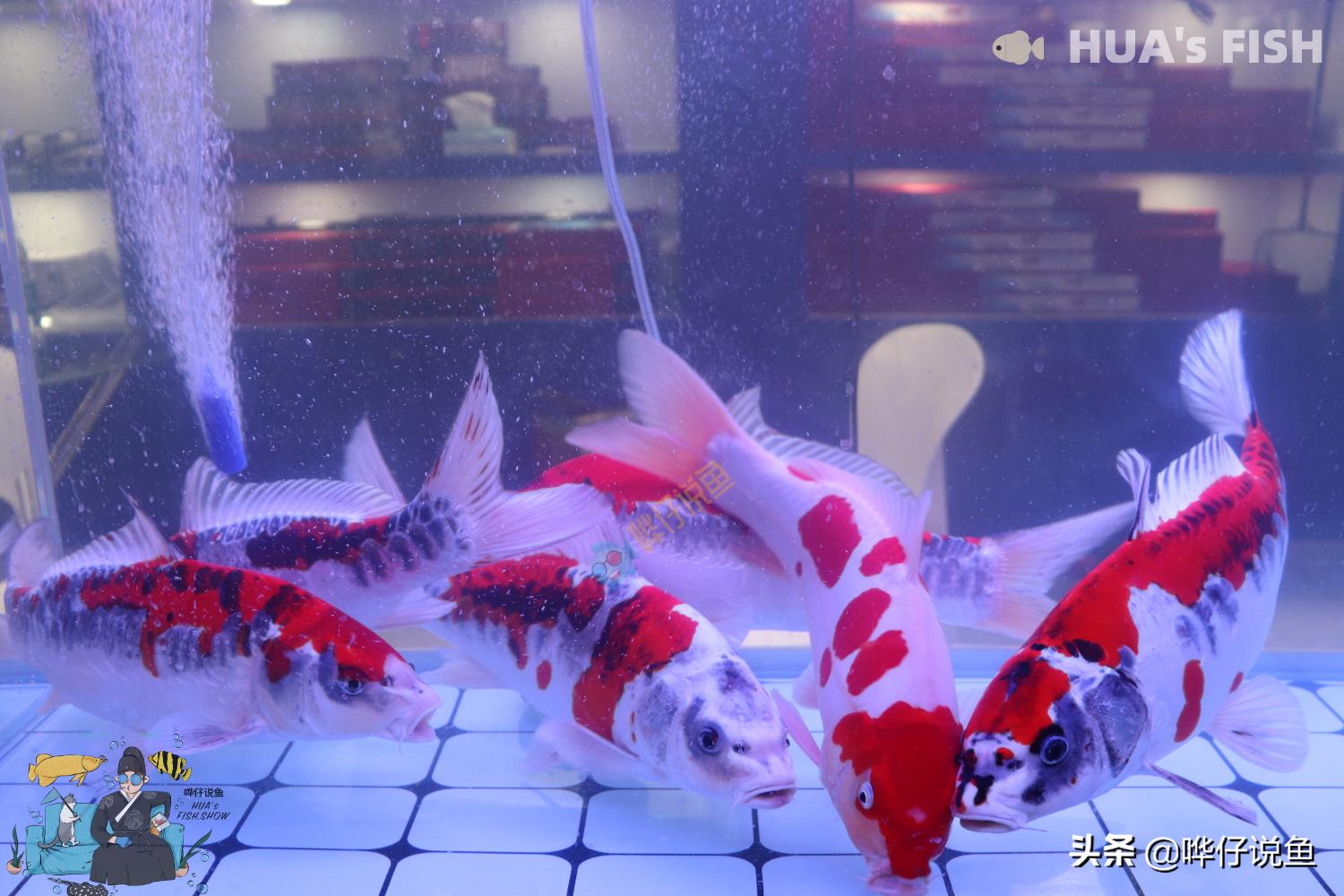 恕我直言，翻滚滤材的出现，是我国观赏鱼行业的一次*退倒**