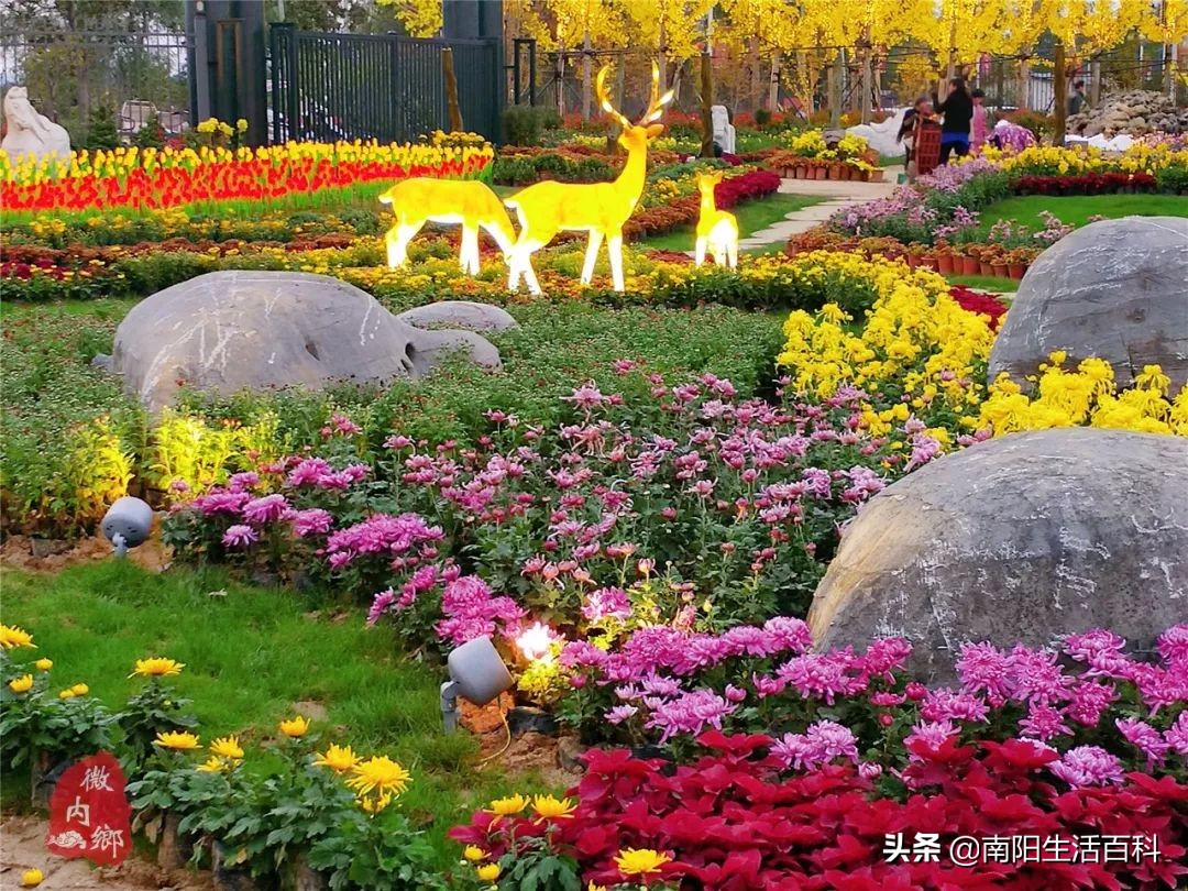 内乡梨苑山庄菊花展,内乡31届菊花展