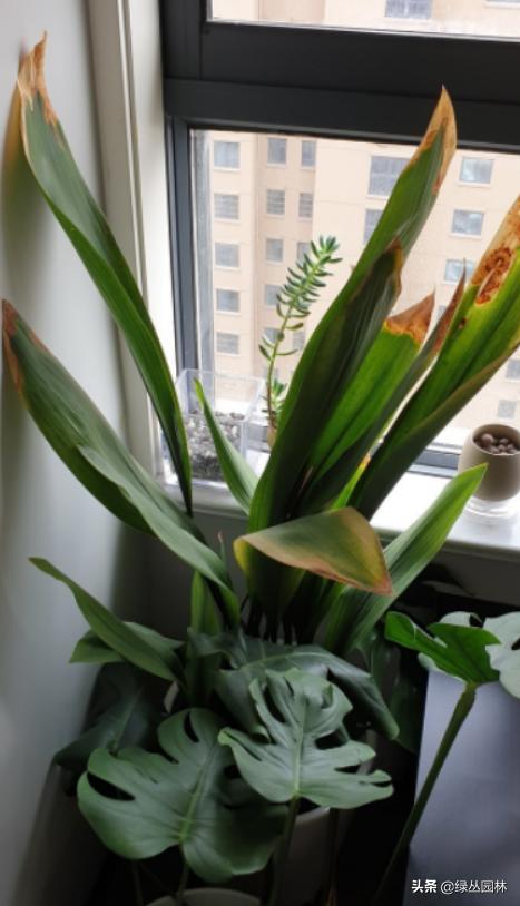 武汉养花技术哪里培训,北京养花小技巧