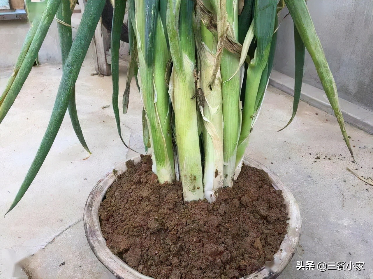 大葱怎么保存好过冬,大葱怎么保存比较好吃