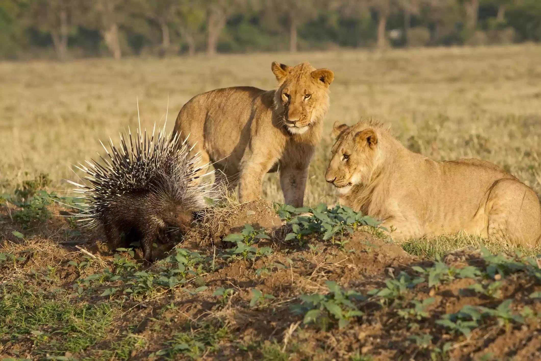 豪猪的特点及习性,豪猪的特殊事件