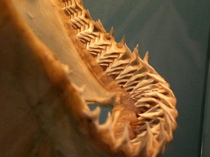 小狗牙齿不小心掉了还能长出来吗,狗狗牙齿意外掉了会长新牙吗