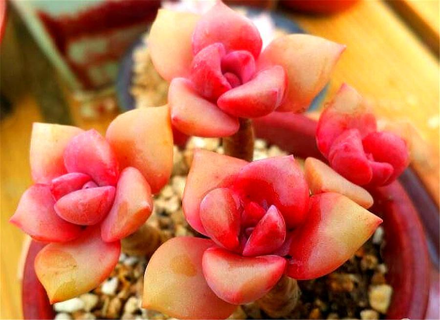 多肉彩虹糖养殖方法 (多肉彩虹糖和多肉紫乐哪个好养)