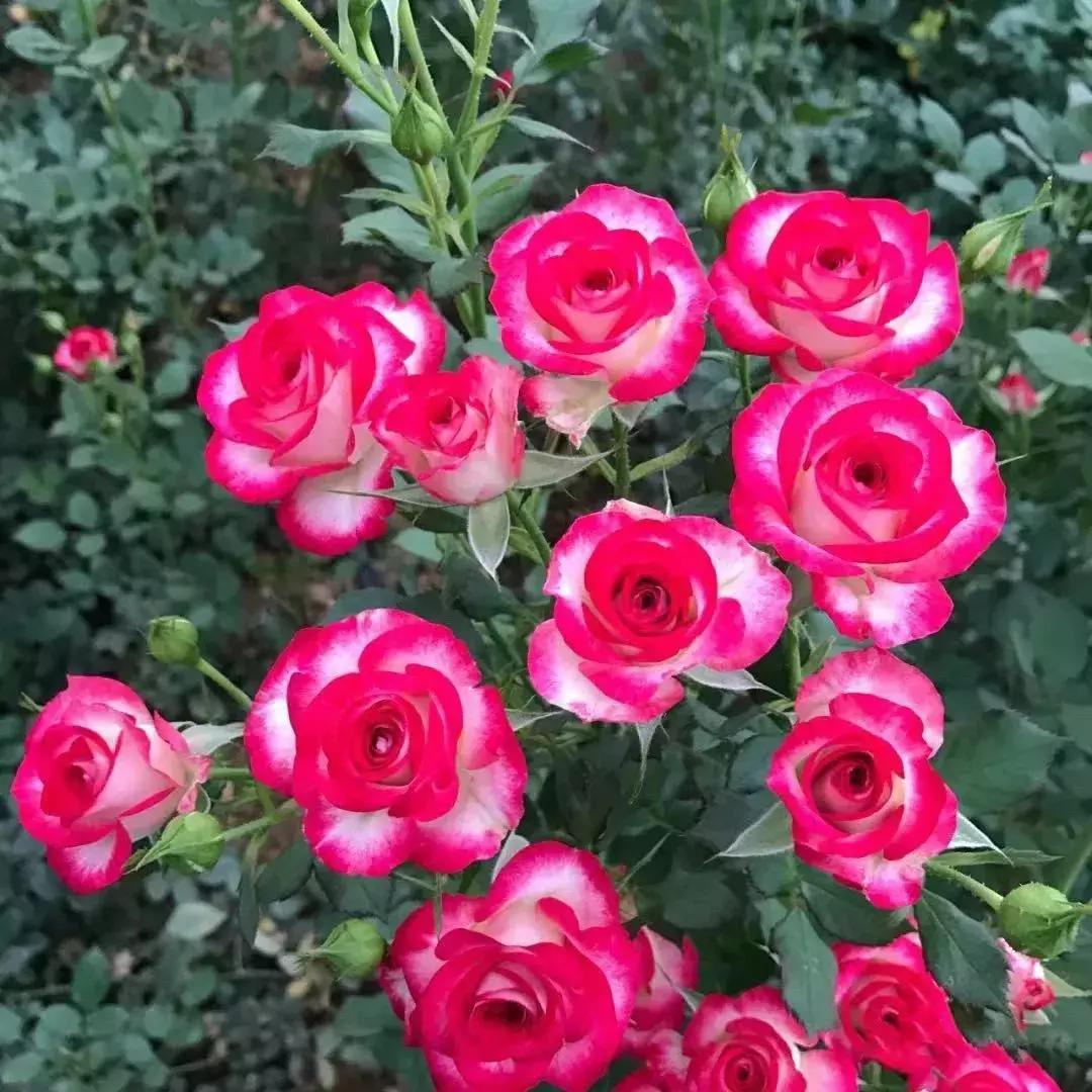 那些年你爱过的小说女配,那些年你爱过的老歌