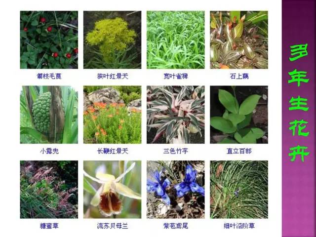 花卉大全500种观叶植物名称,1332种常见花卉植物图谱
