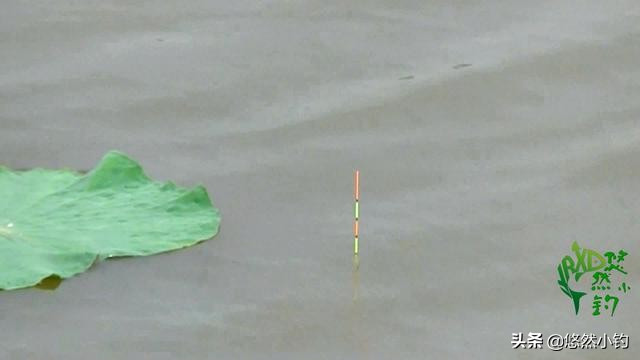 野钓鲤鱼的正确方法,野钓鲤鱼的技巧与经验