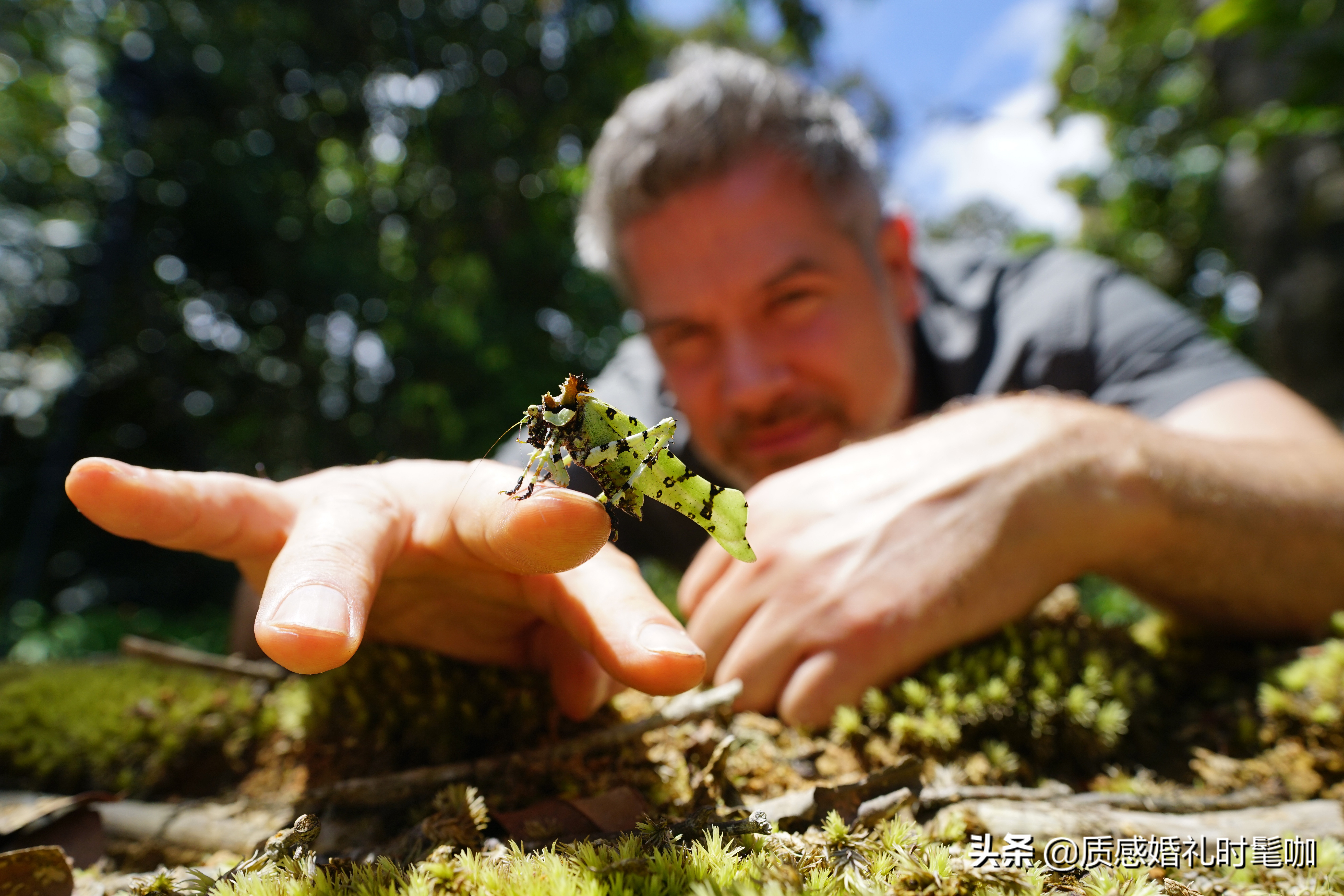 蝗虫算是物种入侵吗,蝗虫是圣甲虫吗