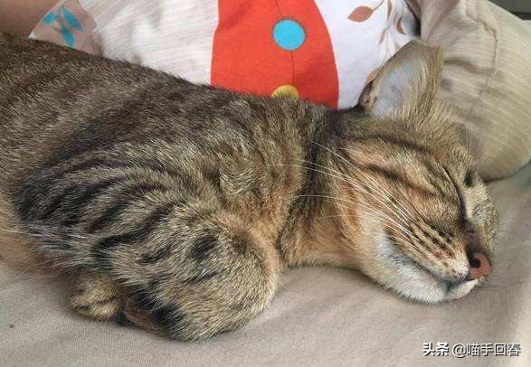 猫瘟和猫艾滋,艾滋猫是怎么回事