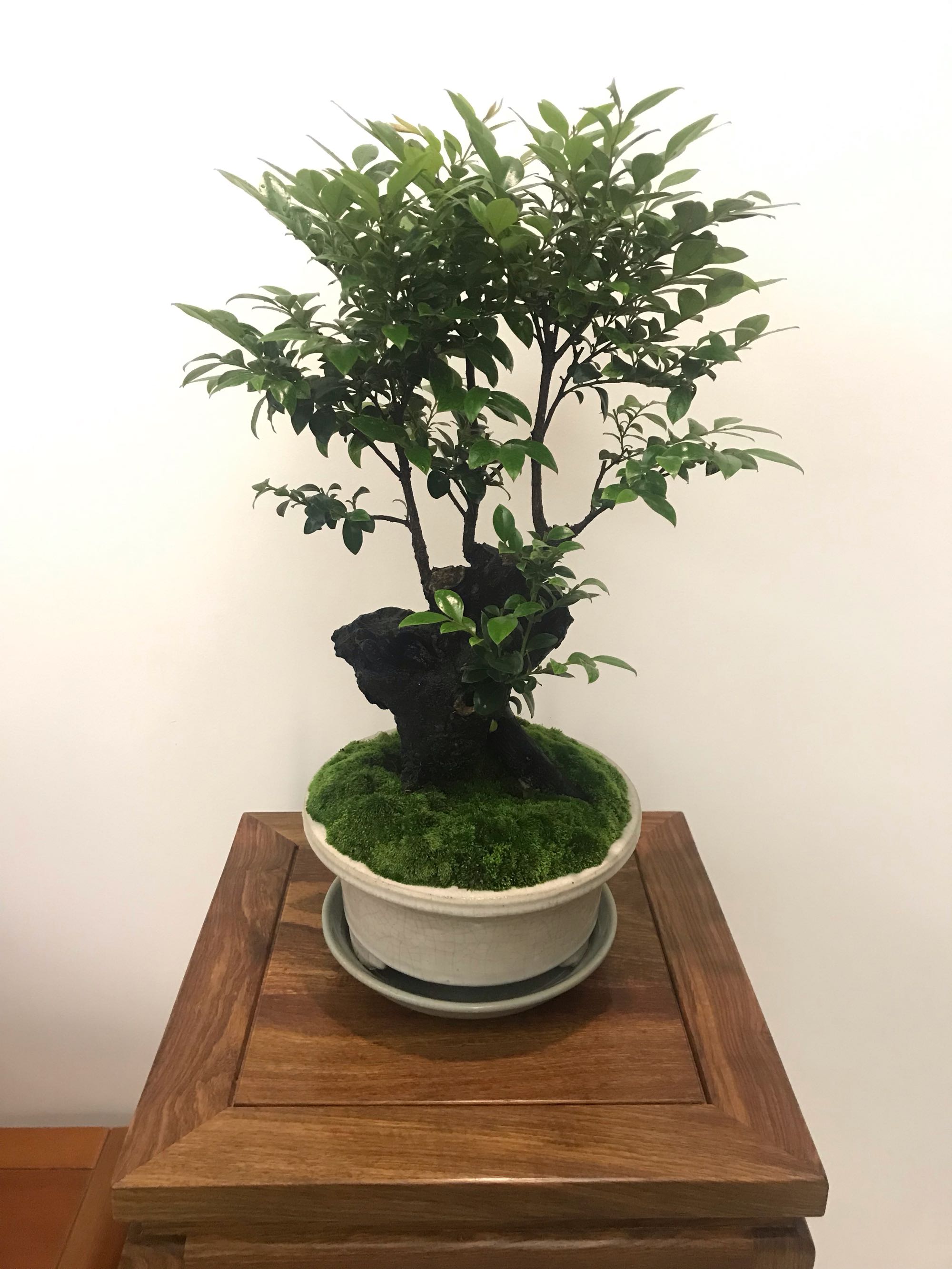 冒充小叶紫檀盆景的植物,虚假典型盆景