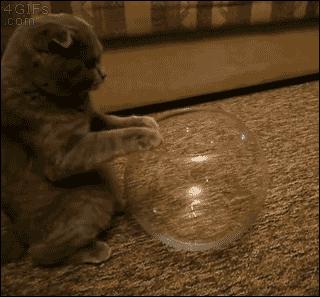 众所周知猫是液体吗,众所周知猫都是液体