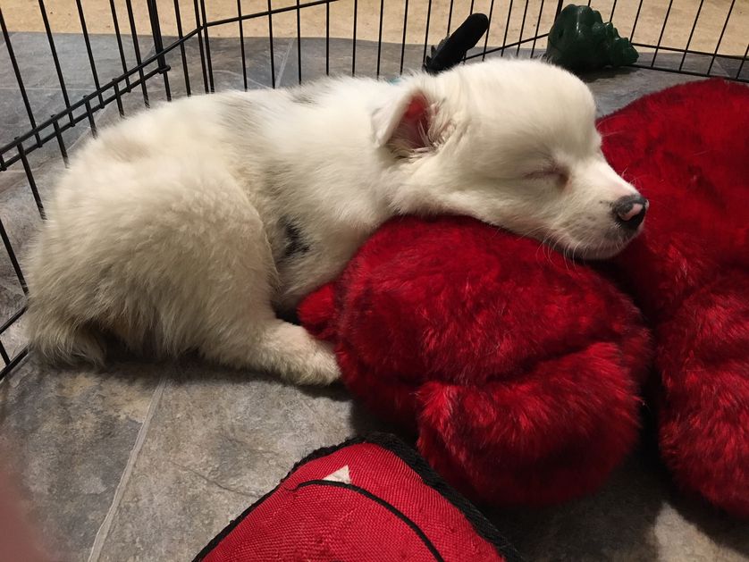 有一只性格超好的小狗是什么体验,养一只小狗小狗会觉得孤独吗