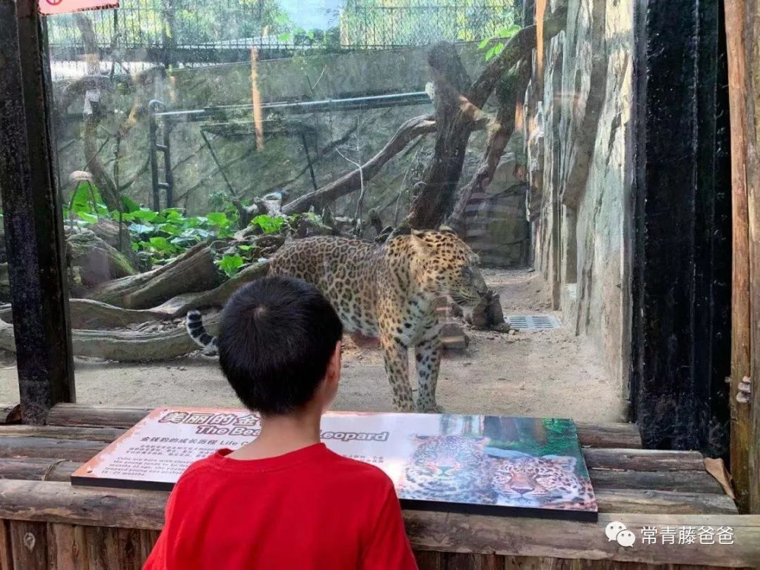 广州长隆攻略两天一夜住哪个酒店,去珠海长隆前一天下午游玩攻略