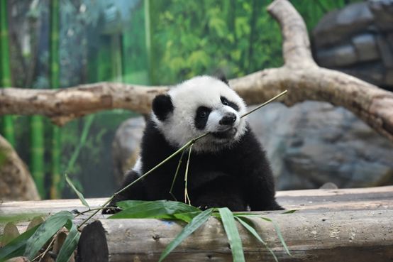 长隆女神月，大马戏低至210元起！